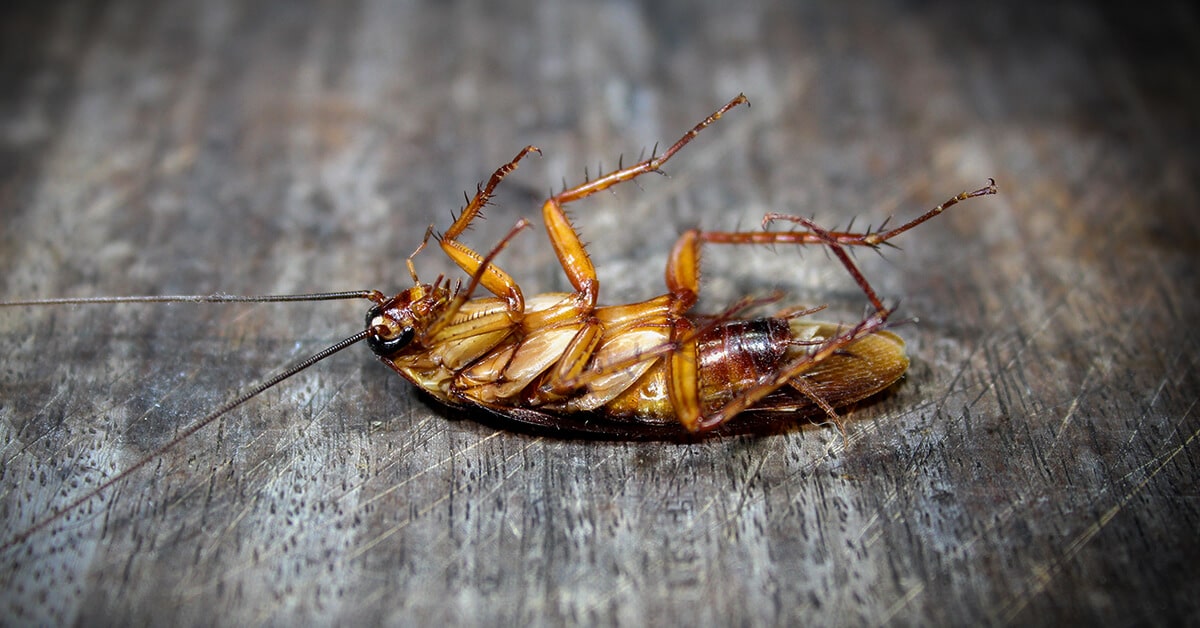 poster: Como eliminar as baratas com Biokill